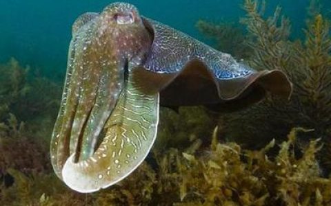 海底十大危险动物排行榜(海底的动物吃东西时)